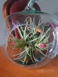 boccia in vetro con tillandsia all' interno