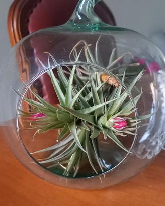 boccia in vetro con tillandsia all' interno