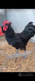 Disponibili Quaglie jambo