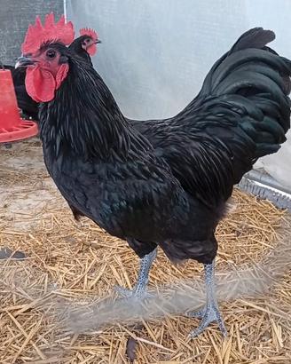 Disponibili Quaglie jambo