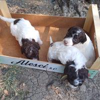 Lagotto romagnolo