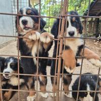 Cuccioli disponibili