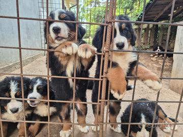 Cuccioli disponibili