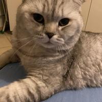 Scottish Fold maschio disponibile per monta