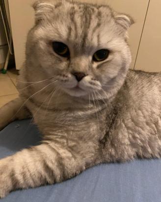 Scottish Fold maschio disponibile per monta