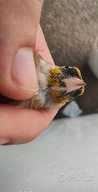Cardellina acianica
