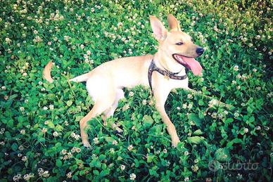Cane da compagnia