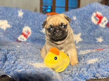 Carlino- cucciolo Allevamento ENCI-FCI