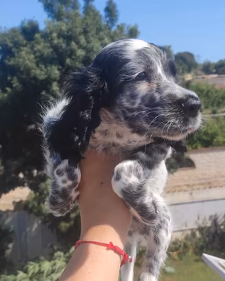 Cuccioli Cocker