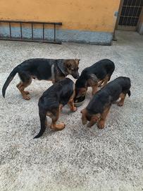 Cuccioli pastore tedesco