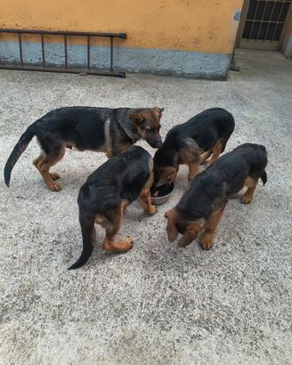 Cuccioli pastore tedesco