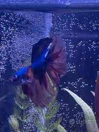 Betta HM candy long tail