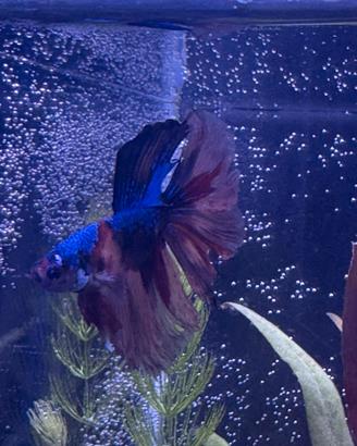 Betta HM candy long tail