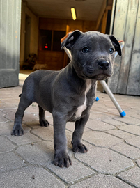 American pitbull terrier UKC