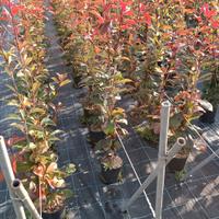 photinia