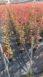 photinia