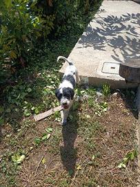 Cane da tartufo Lagotto/breton
