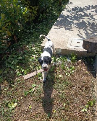 Cane da tartufo Lagotto/breton