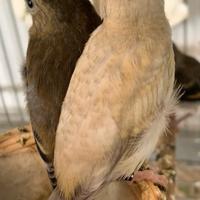 Cardinalini Del Venezuela