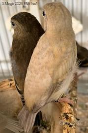 Cardinalini Del Venezuela