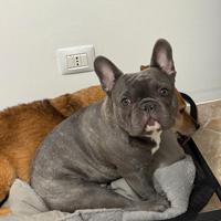 Bulldog francese esotico per monta