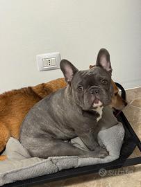 Bulldog francese esotico per monta