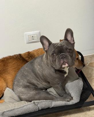 Bulldog francese esotico per monta