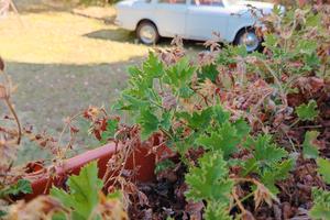 Fiat 1100 del 1969 conversata con documenti 