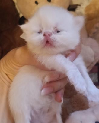 Gatti persiani