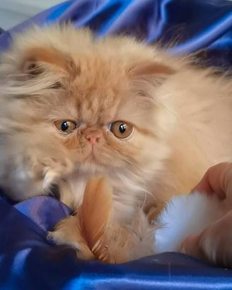Cuccioli di Gatto Persiano