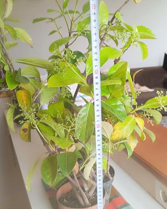 Viburno in fioritura (vaso 13) x terrazzo o siepe