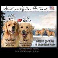 Golden retriever americano