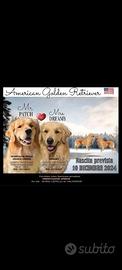 Golden retriever americano