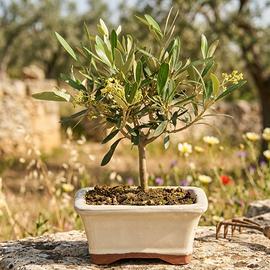 Bonsai di Olivo, Pianta Unica 25 cm, 17 Anni