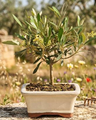 Bonsai di Olivo, Pianta Unica 25 cm, 17 Anni