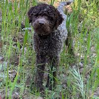 Lagotto romagnolo con pedigree enci