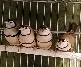 Diamanti di Bichenow