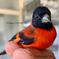 Cardinalini del Venezuela