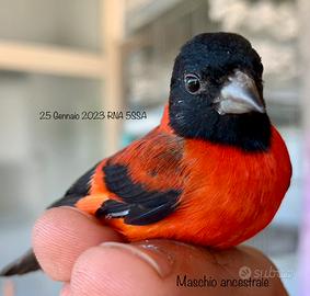 Cardinalini del Venezuela