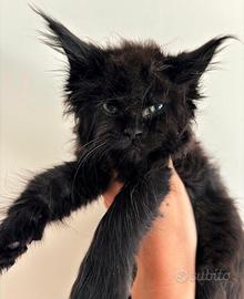 Maine Coon