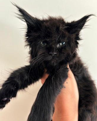 Maine Coon