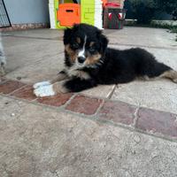 Cucciolo pastore australiano