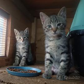 Pino e pina dolcissimi gattini tigrati