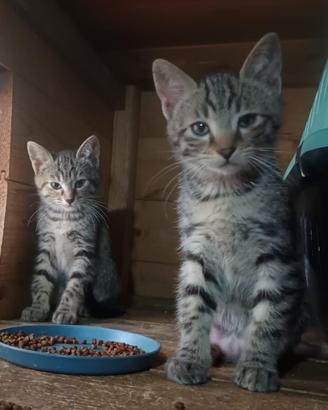 Pino e pina dolcissimi gattini tigrati