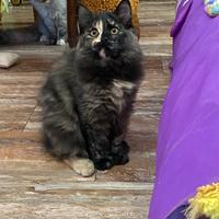 Cucciole siberiane pedigree black tortie