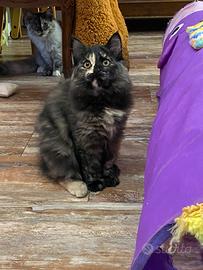 Cucciole siberiane pedigree black tortie