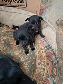 Cuccioli piccola taglia