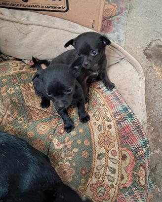 Cuccioli piccola taglia