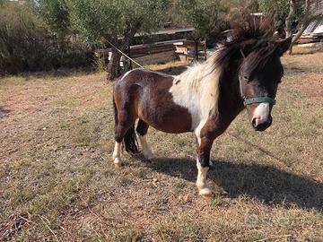 Pony intero anni 3