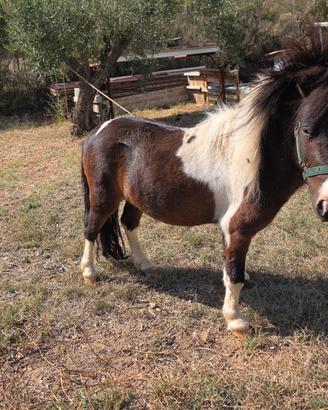 Pony intero anni 3